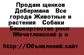 Продам щенков Добермана - Все города Животные и растения » Собаки   . Башкортостан респ.,Мечетлинский р-н